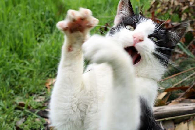 德克斯后程爆发力引爆赛场关注，德克斯工具