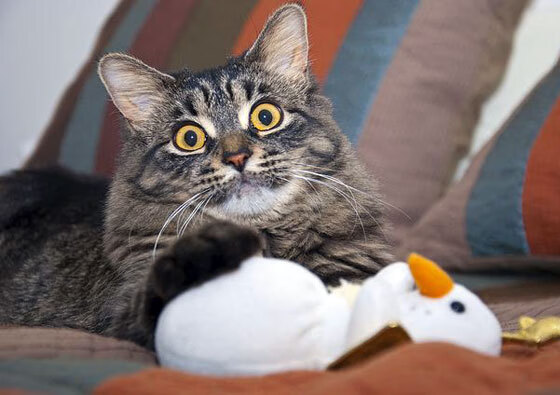 格鲁吉亚女篮在欧洲锦标赛中表现出色，耀眼崭露头角，格鲁吉亚杯篮球